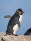 Rockhopper penguin during spring on Saunders Island, Falkland Islands. Art Print